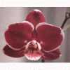 Dtps. Ever-Spring Light 