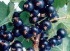 black currant concentrate(sales5 at lgberry dot com dot cn )