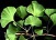 Ginkgo Biloba Ex.