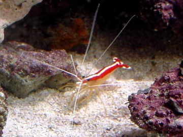 Live Tropical Fishes