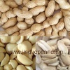 roasted peanuts in shell
