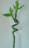 lucky bamboo