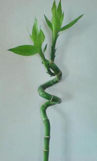 lucky bamboo It does best in bright, indirect lighting and temperatures from 15° to 25° C (59° to 77° F).