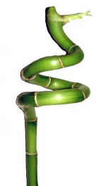 lucky bamboo