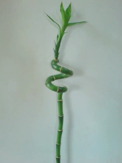 lucky bamboo