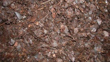 ROTTEN LEAVES