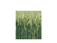 milling wheat