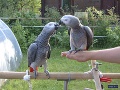 Parrots and fertile parrot eggs for sale