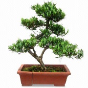 bonsai