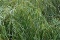 white willow bark extract