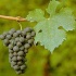 grape seed extract, Polyphenols,Proanthocyanidins, opc