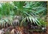 saw palmetto extract,  Fatty Acids, saw palmetto fruit extract