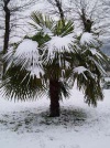 Trachycarpus fortunei