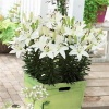 Pine Flower pots
