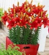Flowerpot
