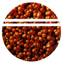 artemia cysts