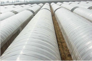 Film Greenhouse
