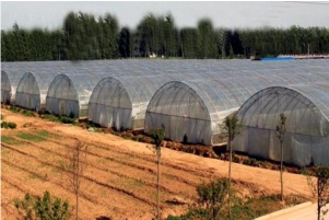 Film Greenhouse