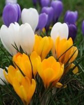 Crocus Mixed