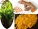 Turmeric powder extraction for health food - GZPS-001