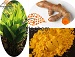 chinese turmeric powder from guangzhou phytochem sciences
