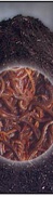 vermi compost