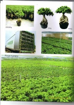 Ficus Microcarpa
