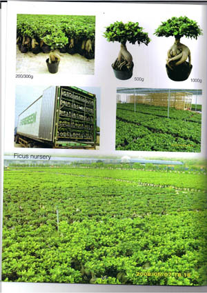 ficus nursery