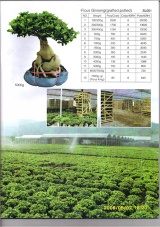 Ficus ginseng