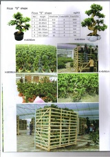 Ficus 