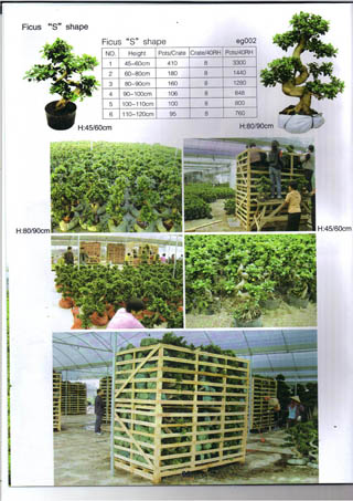 ficus \