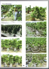 Ficus bonsai