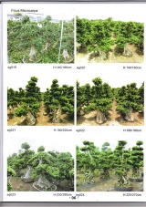 Ficus Microcarpa