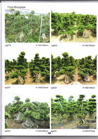 ficus