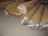 cold work mould steel