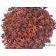 Spice, cinnamon, star aniseed, chilli, ginger - Spices