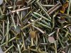 common nail, coil roofing nail, coil framing nail, plastic strip nail, pallet nail, concrete nail, spiral nail, finishing nai