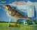 Bird wireless doorbell