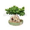 Bonsai tree ficus retusa (microcarpa)