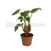 Alocasia cucullata (Chinese Taro)