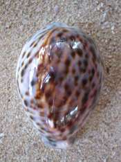 Tiger Cowrie - TGRC
