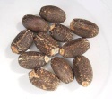 Jatropha