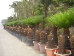 cycas revoluta
