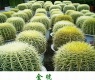 echinocactus grusonii