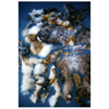 fur pelts scraps