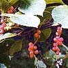Schisandra Chinensis Bail