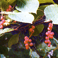 Schisandra Chinensis Bail