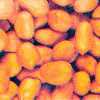 Ground Nut HPS