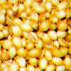 Coriander