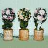 Rose Lighting Set